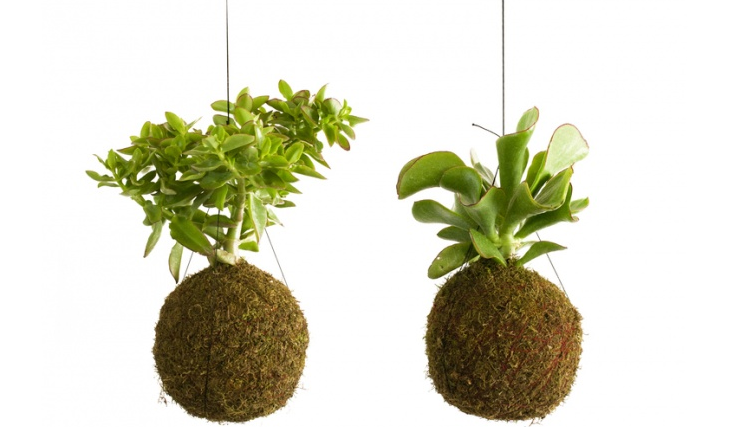kokedama maken